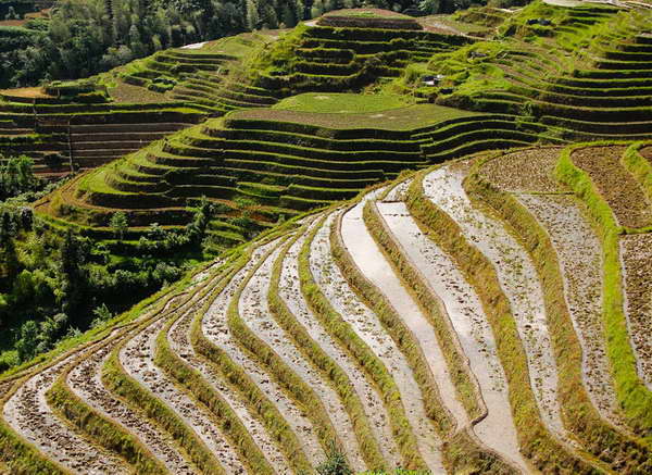 Longsheng dragonback rice terraces tours by Yangshuo Village Inn